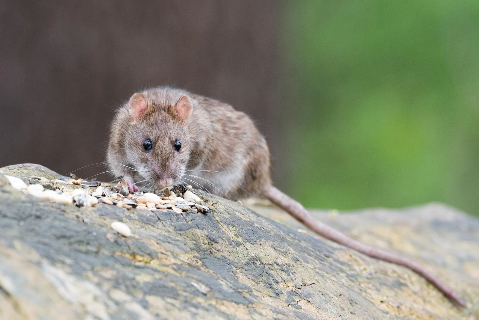 Bruine rat in een natuurlijke omgeving
