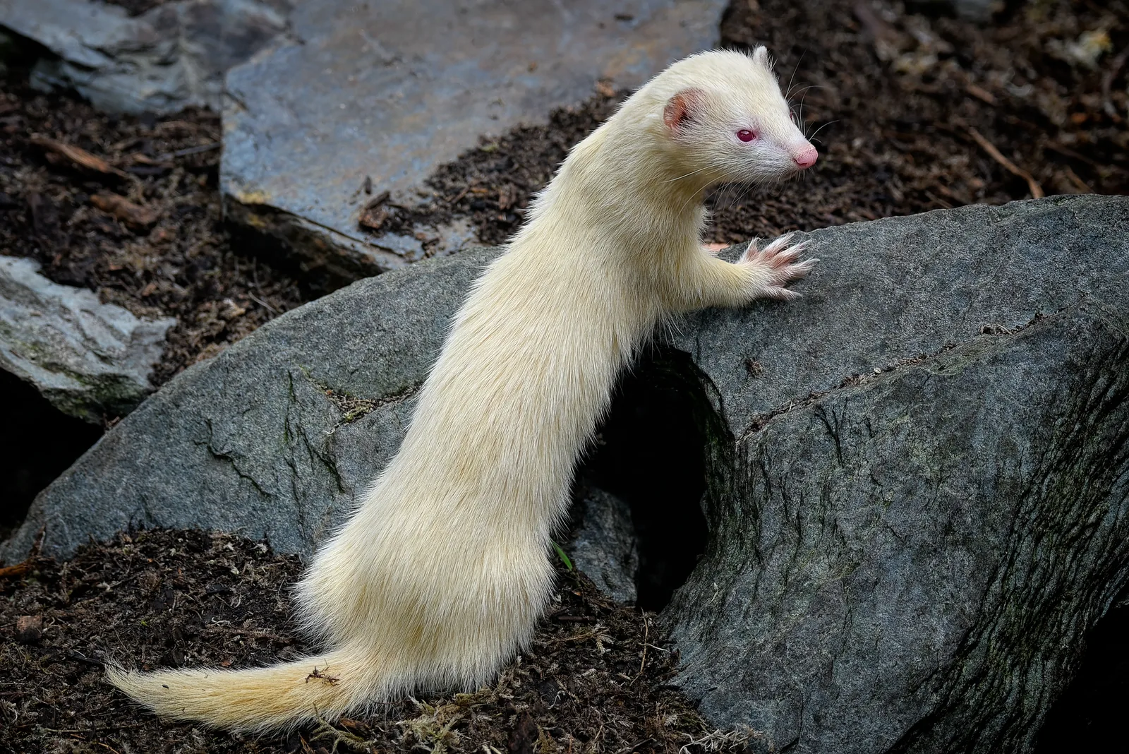Fret in een natuurlijke omgeving