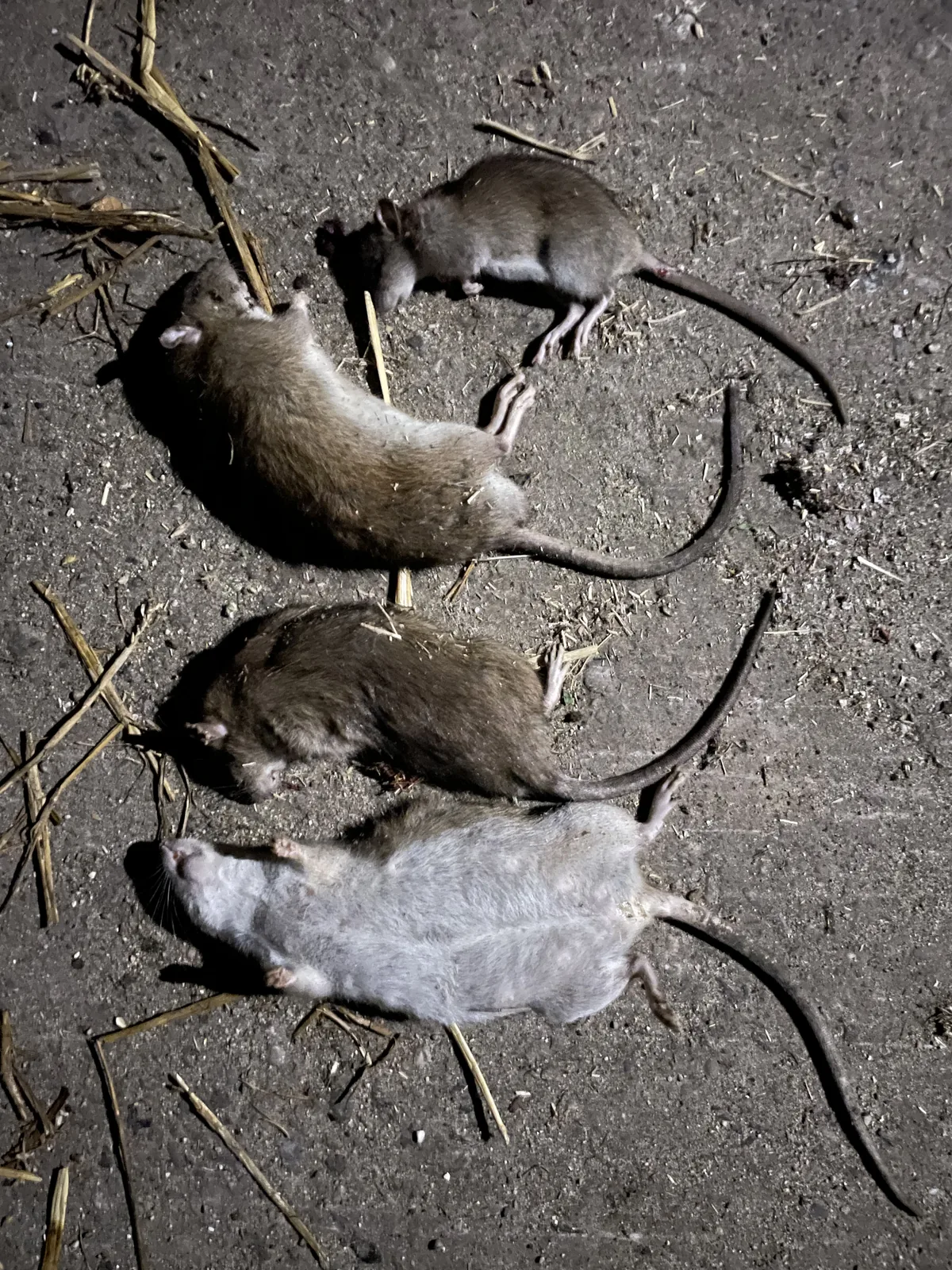 Vier geschoten ratten.