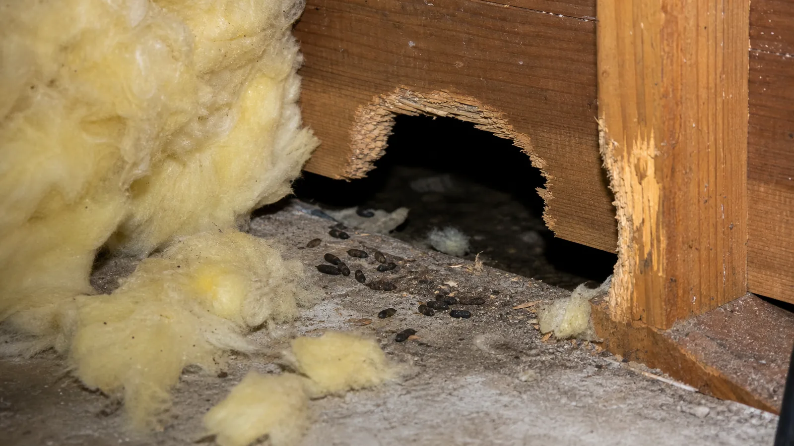 Knaagschade, isolatiemateriaal en uitwerpselen als sporen van ratten